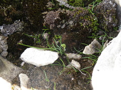 Ornithogalum schlechterianum