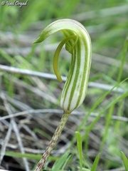 Arisarum vulgare