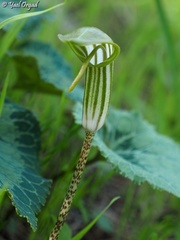 Arisarum vulgare