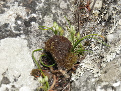 Ornithogalum schlechterianum