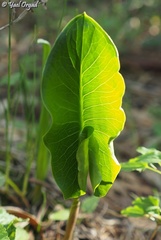 Arum palaestinum