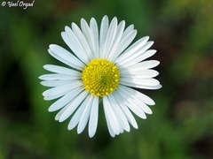 Bellis sylvestris