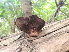 Coriolopsis hostmannii