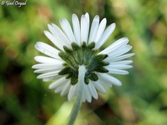 Bellis sylvestris