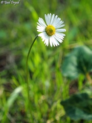 Bellis sylvestris