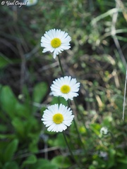 Bellis sylvestris