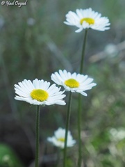 Bellis sylvestris