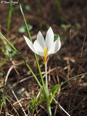Crocus hyemalis