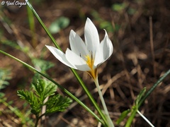 Crocus hyemalis