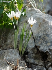 Crocus hyemalis