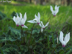 Cyclamen persicum