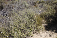 Salvia dentata