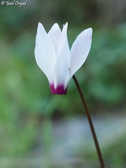 Cyclamen persicum