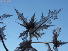 Gundelia tournefortii