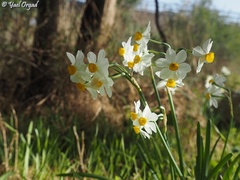 Narcissus tazetta