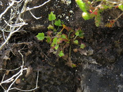 Centella macrodus