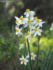 Narcissus tazetta
