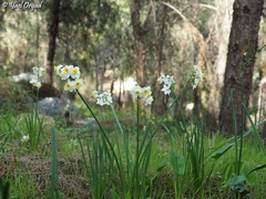 Narcissus tazetta