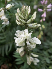 Oxytropis ochroleuca