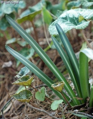 Vagaria parviflora