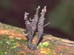 Xylaria scruposa
