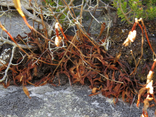Image of Disa maculata by (c) Jeremy Gilmore, some rights reserved (CC BY)
