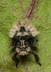 Paropioxys jucundus