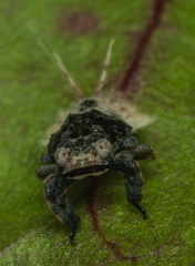 Paropioxys jucundus