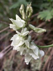 Oxytropis ochroleuca