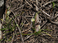 Ornithogalum schlechterianum