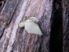 Oxytropis ochroleuca