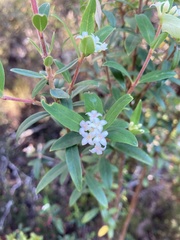Pimelea drupacea
