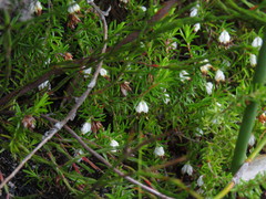 Broom Heath (Erica genistifolia)