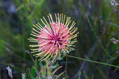 Leucospermum tottum glabrum