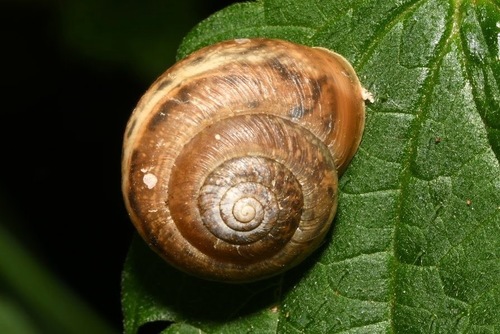 Large Leaf Snail