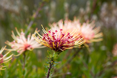 Leucospermum tottum glabrum