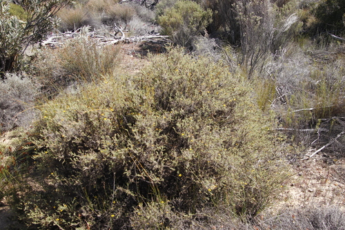 Image of Cullumia rigida by (c) Tony Rebelo, some rights reserved (CC BY-SA)