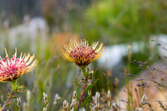 Leucospermum tottum glabrum
