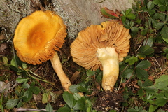 Cortinarius lewisii