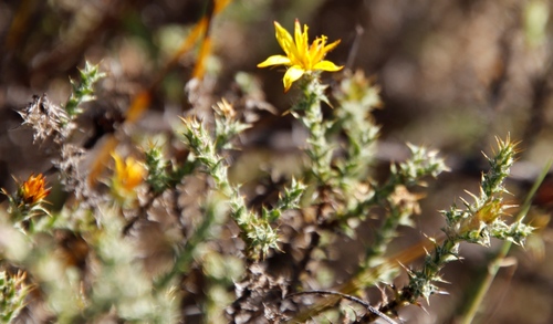 Image of Cullumia rigida by (c) Tony Rebelo, some rights reserved (CC BY-SA)