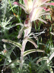 Castilleja foliolosa