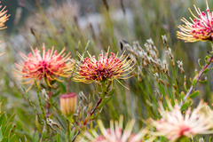 Leucospermum tottum glabrum