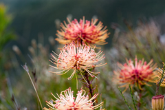 Leucospermum tottum glabrum