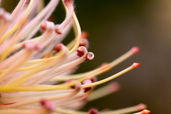 Leucospermum tottum glabrum