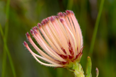 Leucospermum tottum glabrum