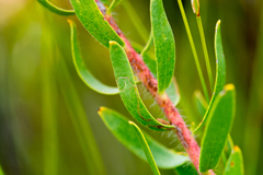 Leucospermum tottum glabrum