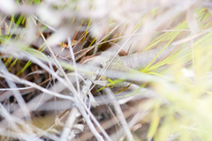 Leucospermum tottum glabrum