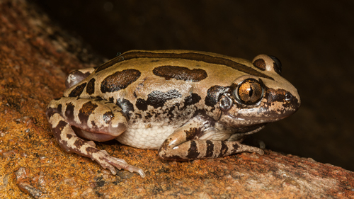 Senegal Running Frog