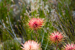 Leucospermum tottum glabrum
