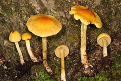 Cortinarius lewisii